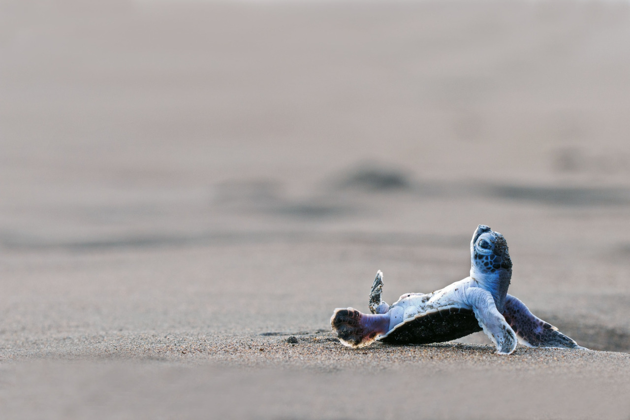 lsleofskye:  Baby TurtlesCredits: 1, 2, 3, 4, 5, 6, 7, 8, 9, 10