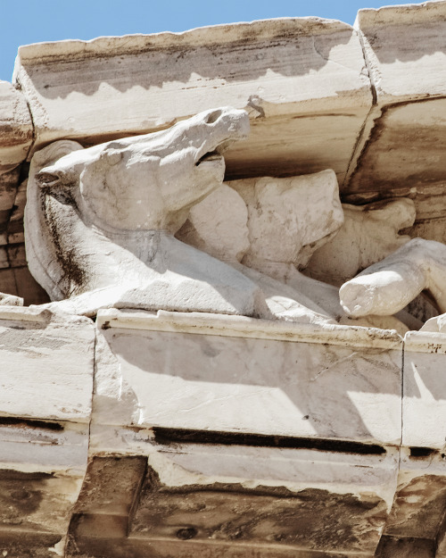  The horses of Helios from the East Pediment of the Parthenon. Acropolis of Athens, Greece.