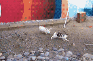 onegirltrucking:4gifs: Chicken police.  Oh I love this! 
