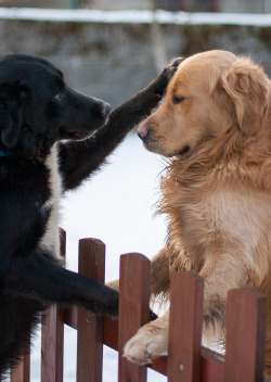 howgoodaredogs:  Friend