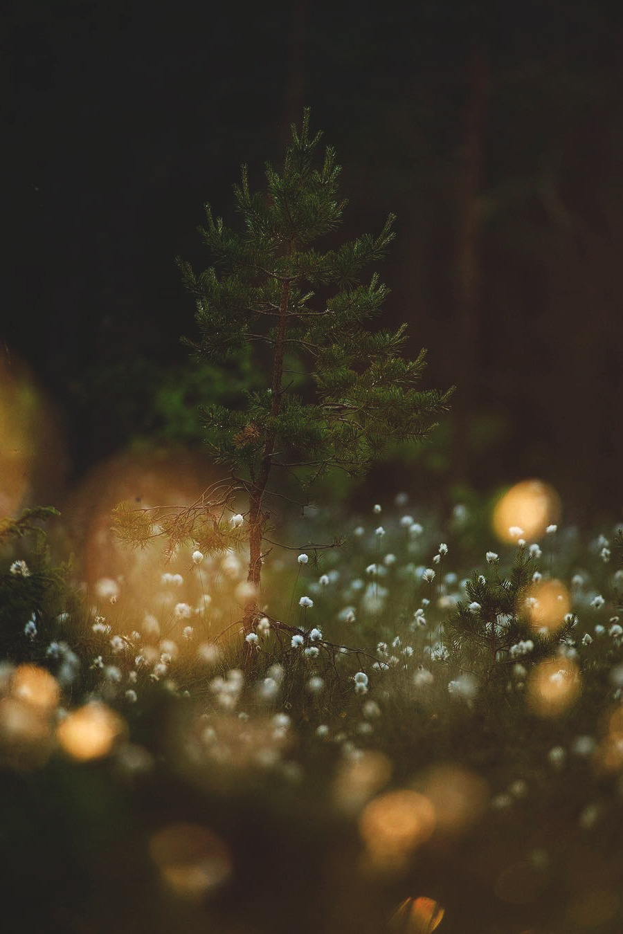 lsleofskye:  Summersnow - Collection | life.by.linusLocation:  Småland, Sweden