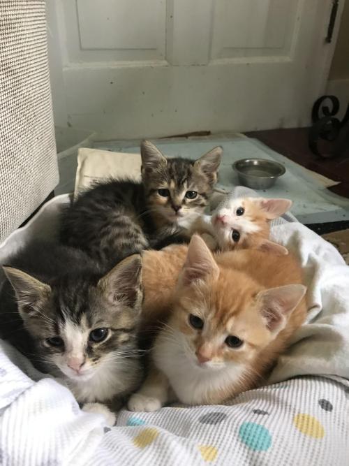 cuteness–overload:I managed to get a photo of all 4 babies I’m raising!Source: http://bit.ly/2