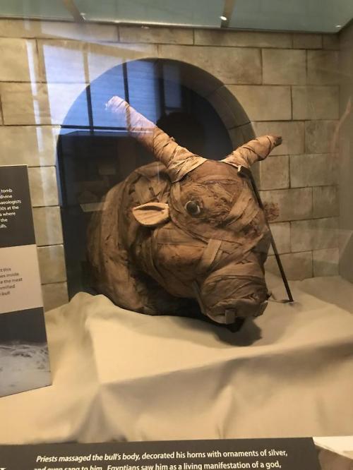 historyarchaeologyartefacts:Mummified Bull, Late Ptolemaic Period. Taken at National Museum of Natur
