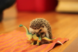 tastefullyoffensive:  How the dinosaurs really went extinct. [x] 