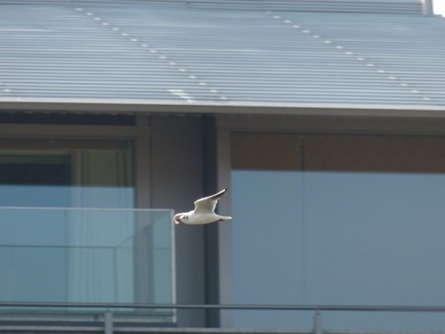 ユリカモメ　black-headed gullTown Birds ～ 街の鳥 ArchiveTown Sparrow ～ 街のすずめ　Archive