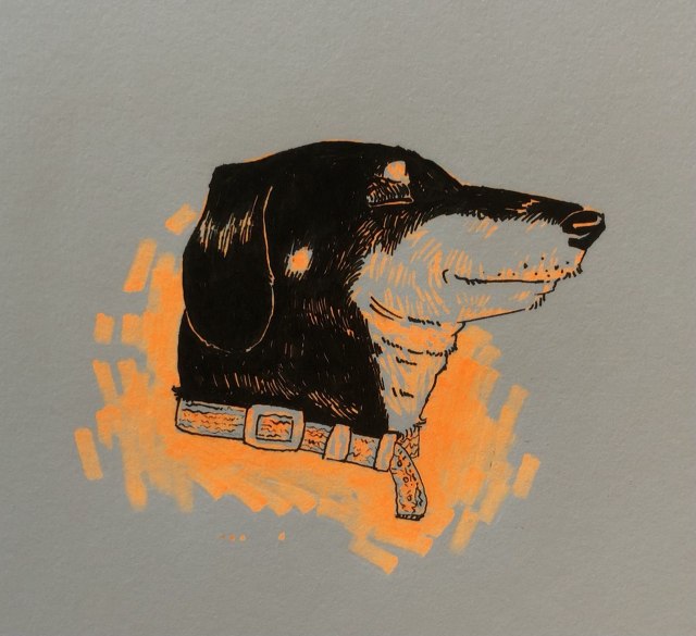 a pen drawing in black ink of a sleeping dachshund that seems to be smiling a bit. the background is mostly orange highlighter