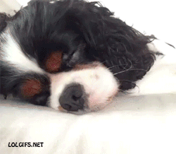 madhatties:  onlylolgifs:  How to wake up your dog  How to wake up me 