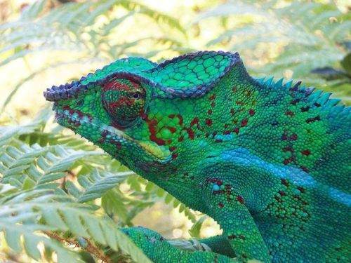 cool-critters:Panther chameleon (Furcifer pardalis)The panther chameleon is a species of chameleon f