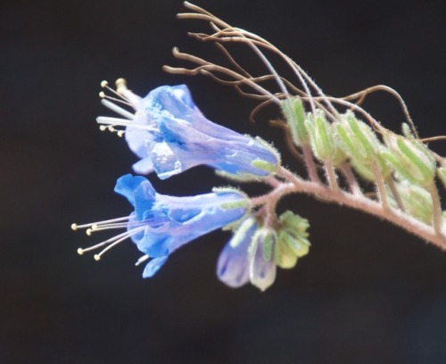 embracingtheview:Notch leaved phacelia, Joshua Tree National Park. Photos by rjzimmerman March 