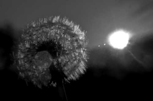 I miss dandelions.  