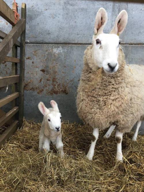 harvestheart: The border leicester sheep aka rabbit sheep.