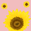 ellalovessunflowers