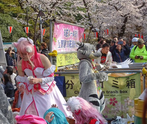 Hanami at Ueno Park