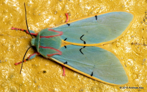 onenicebugperday:Tiger Moth, Chlorhoda tricolor, EcuadorPhotos by Andreas Kay