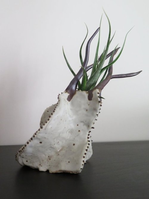 fhtagn-and-tentacles: AIR PLANT HOLDERS by Gregory Knopp