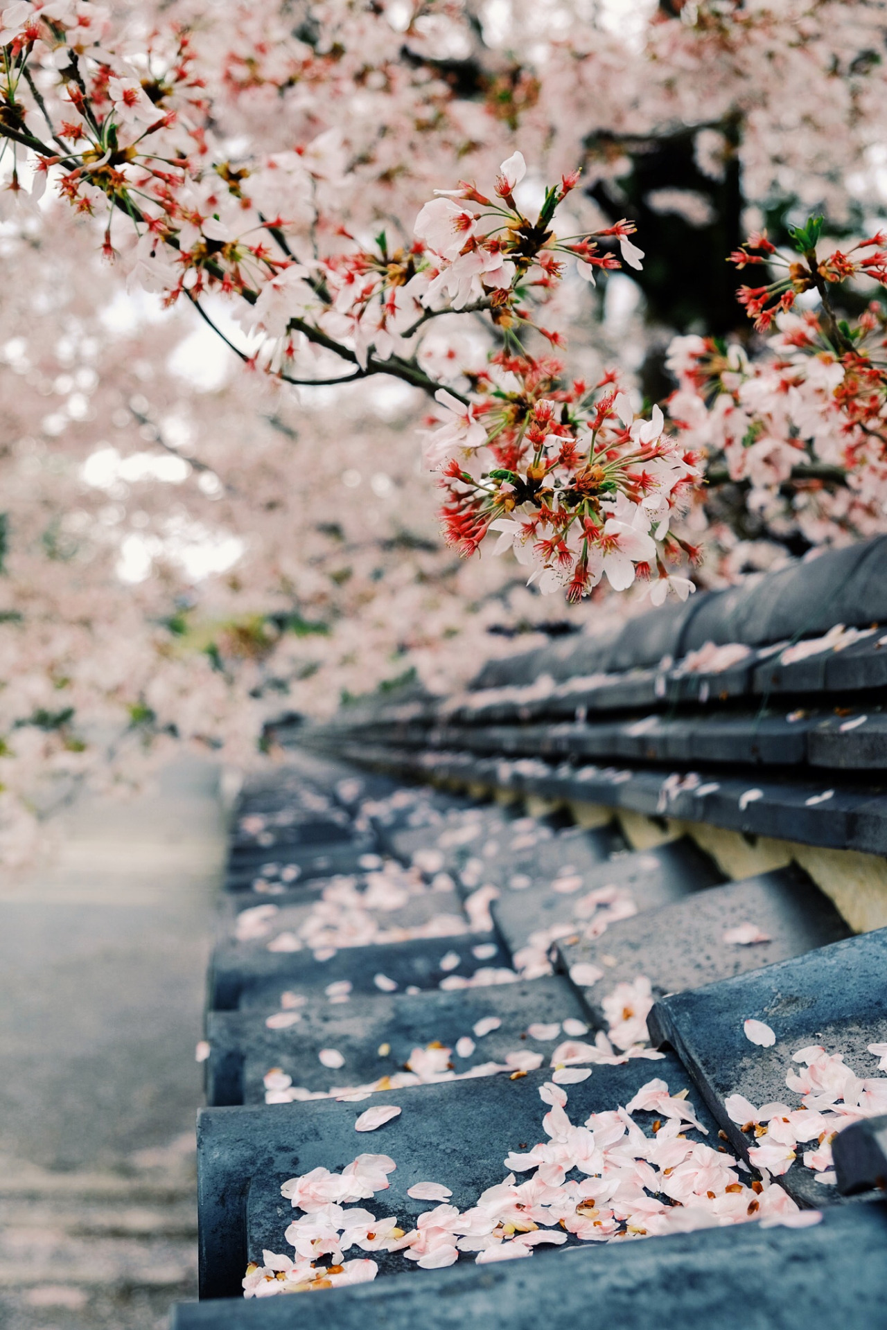 banshy:Kyoto Moments // Martin Hoffmann 