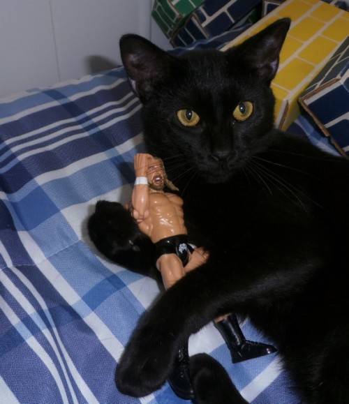Black Cat Smackdown (via Eliza Rain)