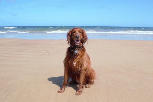 northernirishsetter: Sun, sea, sand and a Setter. What more could you ask for? Culdaff Beach, Co. Do