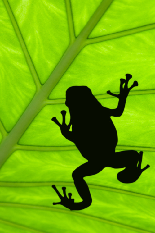 funkysafari:  Treefrog silhouetted on a green leaf by David Davis Photoproductions