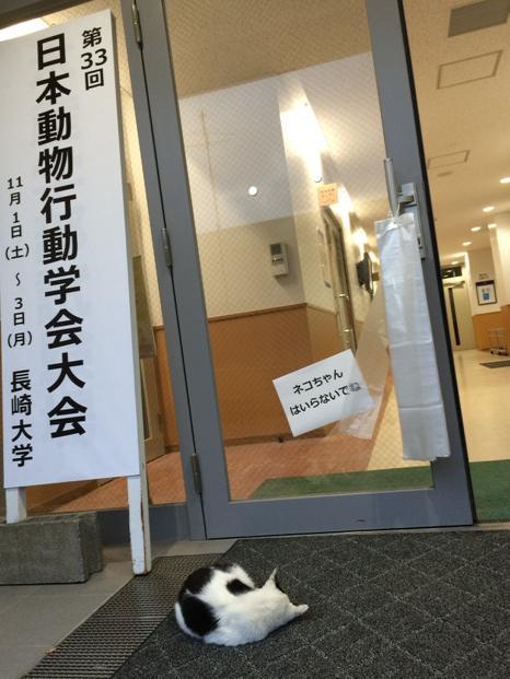 maido3:  crawlingAPさんはTwitterを使っています: “入らないでねの貼り紙の前で、お利口なネコ１匹。