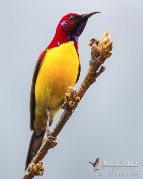 rockjumperbirdingtours: Photo of the Day – Mrs Gould’s Sunbird (Aethopyga gouldiae) is a