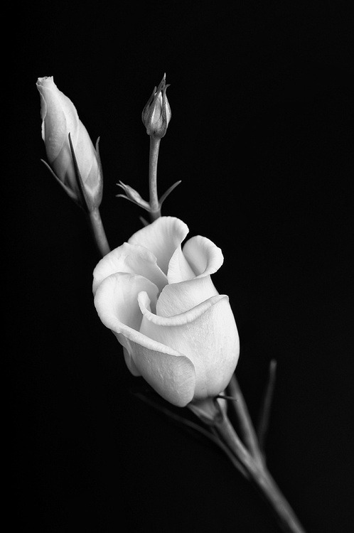 masochisticbeauty:  You came in the darkness. Your touch moving over each delicate