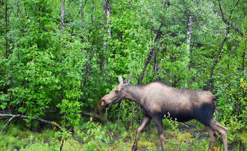 7.24.18 // lady moose // AK