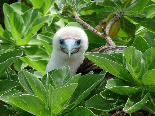 americasgreatoutdoors:About halfway between Hawaii and American Samoa lies Palmyra Atoll National Wi