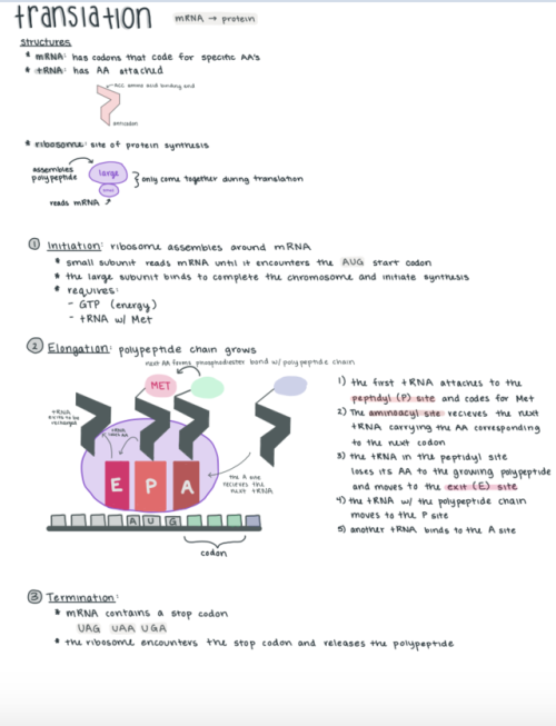 studyingstudent: 03/24/19 | a lil microbiology on this rainy sunday morning  Notes taken on iPa