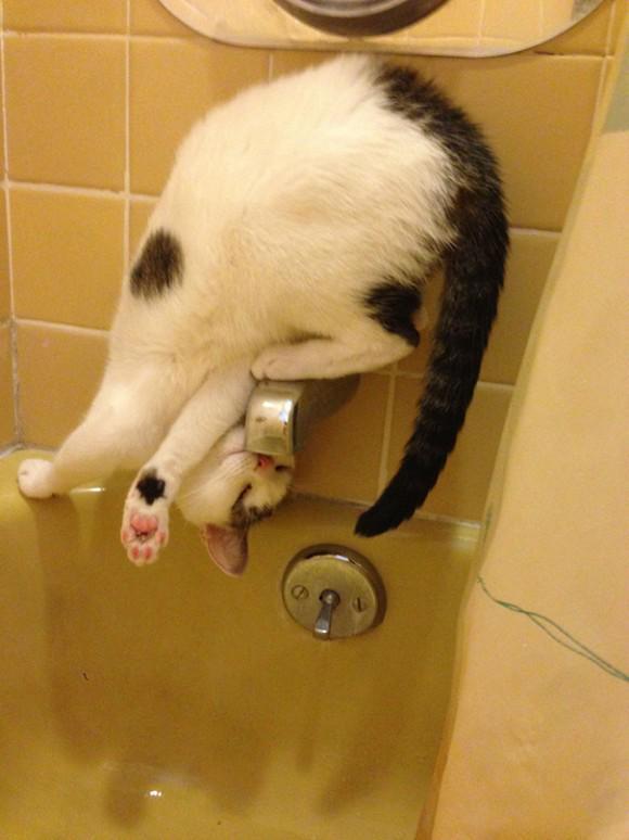 darylfranz:  困難すぎる水の飲み方をする猫ｗｗｗｗｗｗｗｗｗ