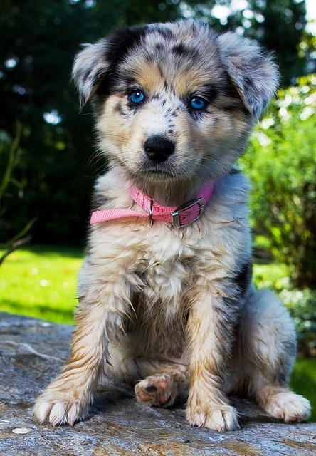 dogsandpupsdaily: - Australian Shepherd. Want more? Follow:http://dogsandpupsdaily.tumblr.com/