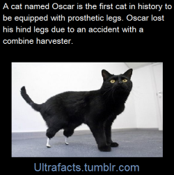 thesquirrelisonfire:  cpockets:  chupacabrathing:  ultrafacts:  Animals given a second chance in life with prosthetic limbs Sources: 1 2 3 4 5 6 7 8 9Follow Ultrafacts for more facts  This is Toothless the first recorded Dragon to have a prosthetic tail.