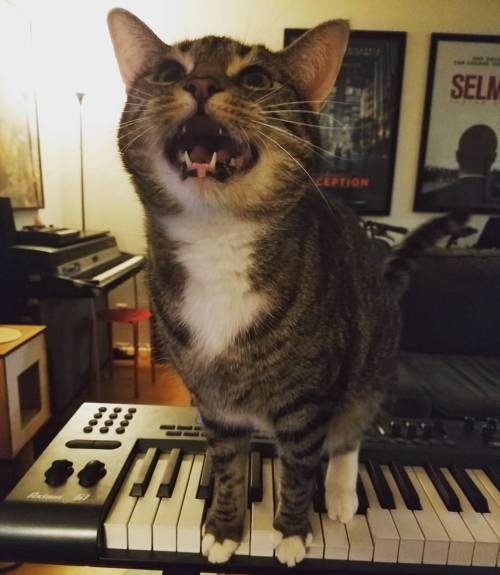Luna plays her own accompaniment, thank mew. @soundcats #soundcats #keyboardcat #meow #shouting #sy