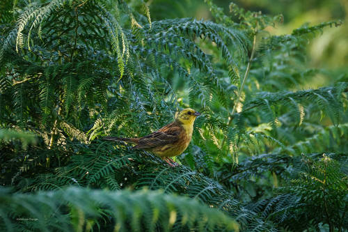 besidethepath:Colourful birds in the jungle? Difficult in our region. But there is the mysterious yellowhammer in the fern.