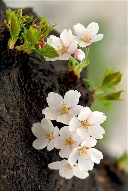 seasonalwonderment: Spring is in the Air