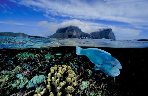 nubbsgalore:  with nearly seventy stories to his credit, david doubilet is one of national geographic’s most prolific living contributors. considered a master of water and light, his signature is the half and half image that relates the surface to