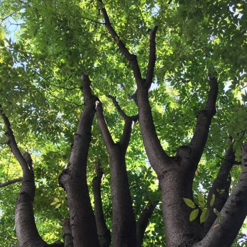 ~~~~~~~~~ #bigtree #greengreen #endofsummer #darkbrown #holiday #iamhere #SANBON #Korealife # (at 12