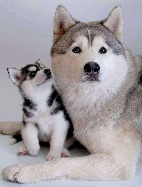 cutepetclub:  Husky Mom &amp; Daughter https://t.co/xhiuATpgrX