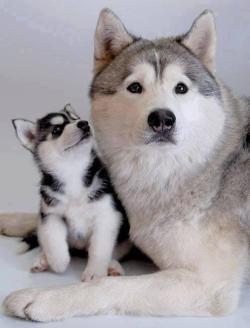 Cutepetclub:  Husky Mom &Amp;Amp; Daughter Https://T.co/Xhiuatpgrx