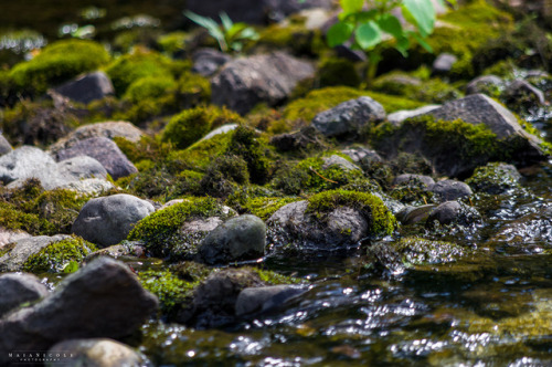 maianicole: ©Maia Howell - [Flickr][Tumblr][Instagram] Minnesota Landscape Arboretum - July 7th