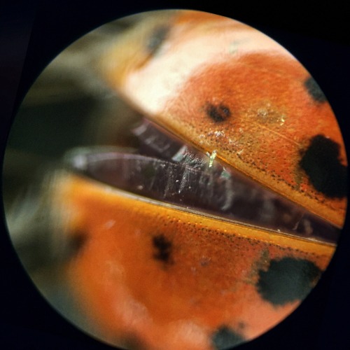 A ladybug, up close.