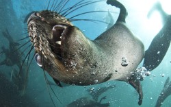 theanimalblog:  Cape fur seals swim off the