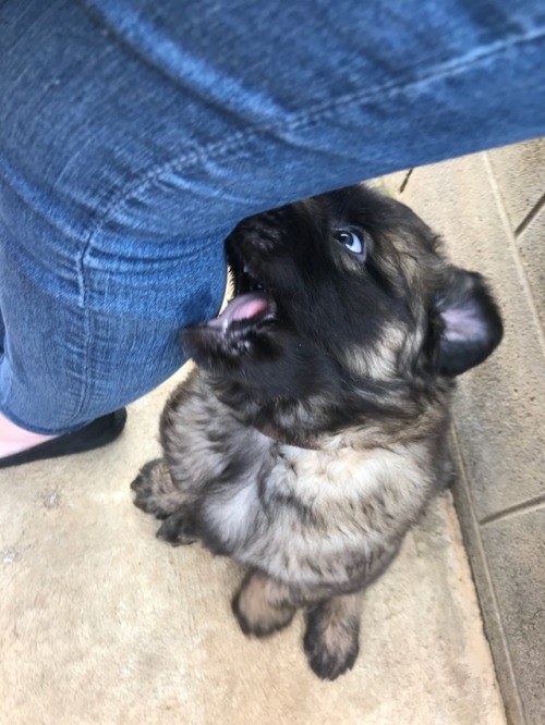 Met Atticus&rsquo; new sister and her littermates and mum! Only 4 more weeks until she comes hom