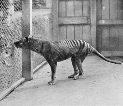 rapax-anamalia:  Pictures and a few videos are all that remain of the now extinct Thylacine, or Tasmanian Tiger.  The last Thylacine died in the Hobart Zoo of exposure in 1935 The rest of its species was hunted into extinction by European settlers. 