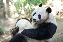 giantpandaphotos:  Bai Yun (and her son Xiao