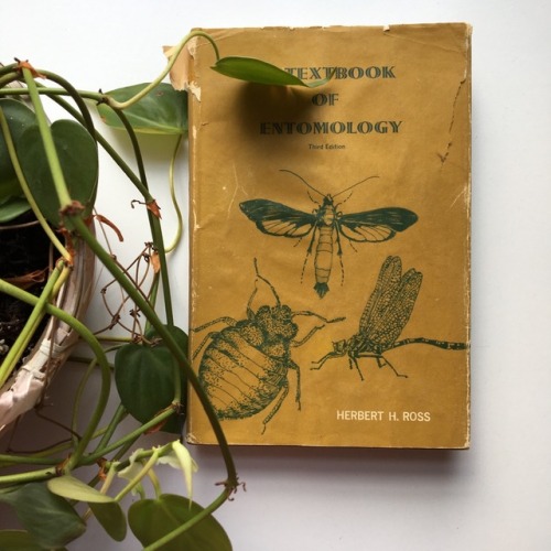 peepstudies:i found an old entomology textbook! it’s so pretty!