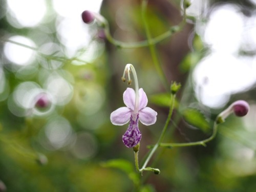 90377: 野の花・山の花 by f_clyde