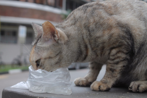 Stray cat in Tiong Bahry, Singapore!