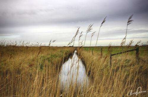 a-p-photography: Bullrushes and River, Southwold, Suffolk This Is England 2014 Copyright Aimee Patri
