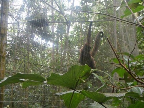 eaumygold:  Monkeys are so precious. #Ecuador #FlyMonkey #Cute #Travel #Jungle